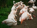 Sleeping flamingos, New Zoo in PoznaÃâ, Poland